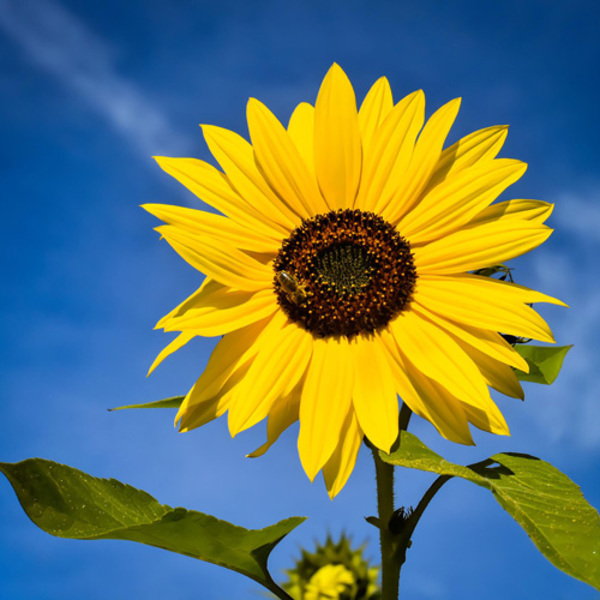 Sonnenblume / © Alexas_Fotos/pixabay.com Sonnenblume