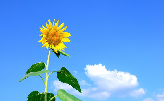 Sonnenblume