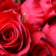 Rote Rosen. © chamomile/morguefile.com / Rote Rosen. © chamomile/morguefile.com Rote Rosen. © chamomile/morguefile.com