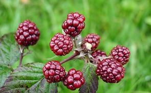 Maulbeerbaum