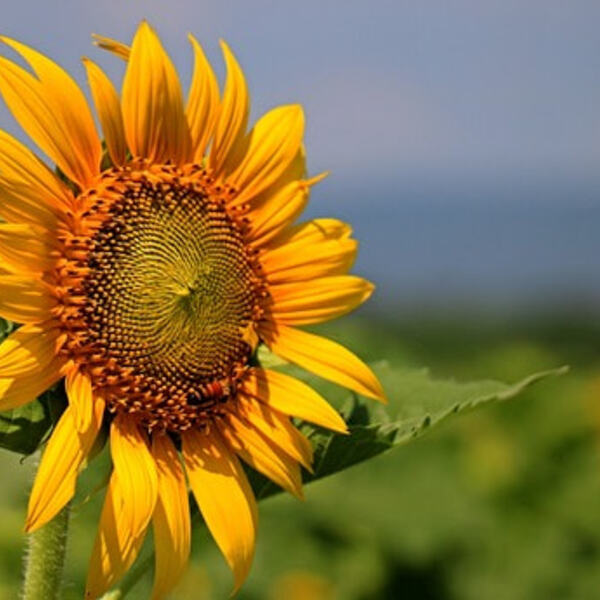 Sonnenblumen...