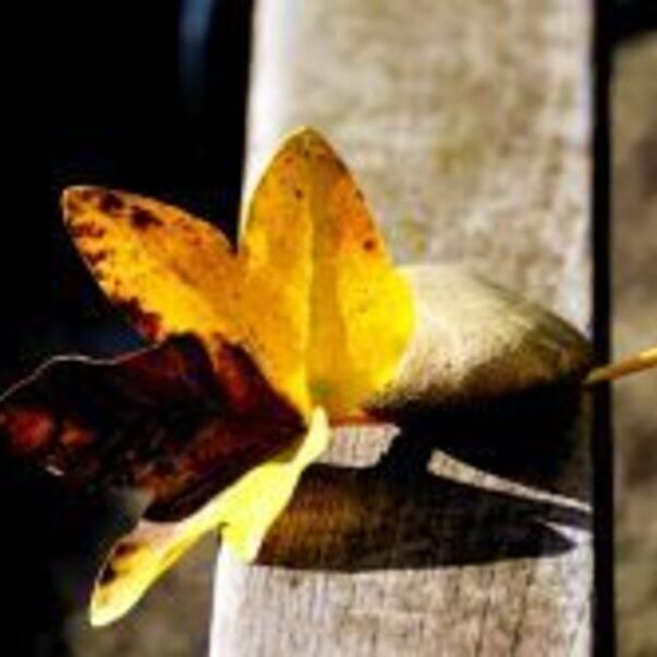 Herbstblatt