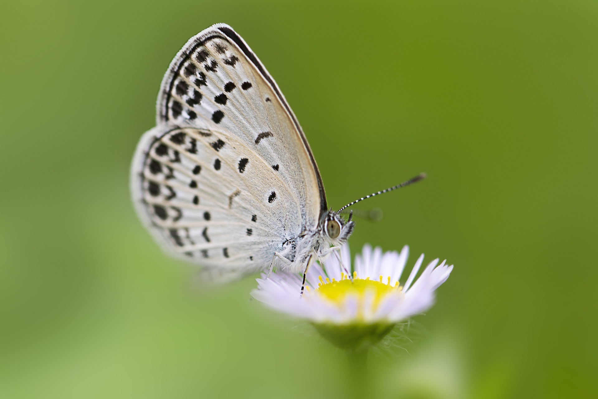 Schmetterling an Blume