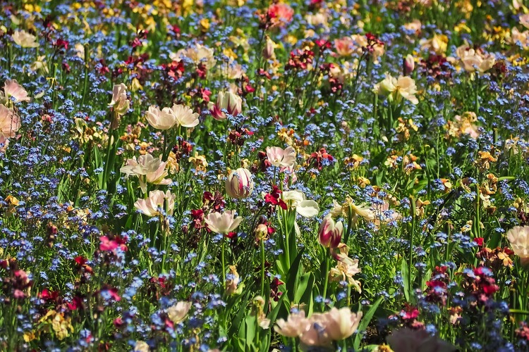 Blumenwiese